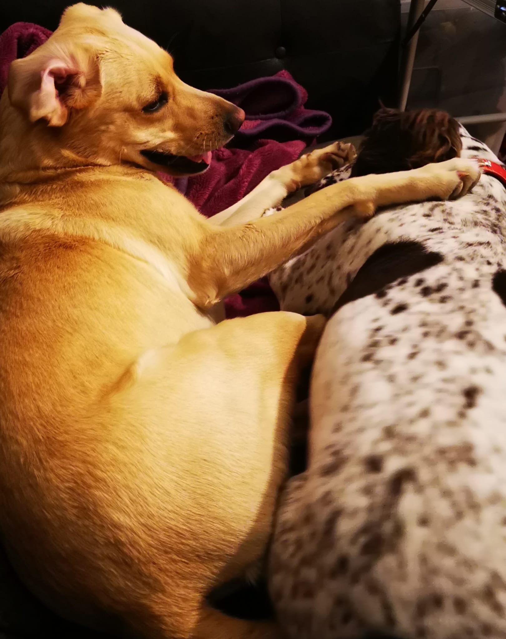 Miah and Hush together